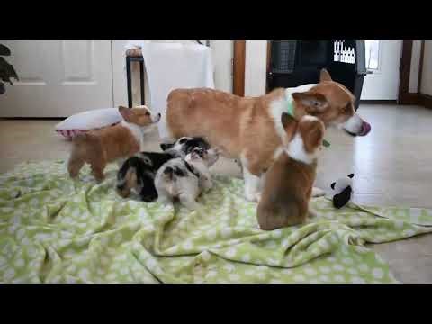 Pembroke Welsh Corgi Puppies For Sale