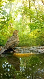 19K views · 394 reactions | Merlo (Turdus merula Linnaeus, 1758) https://www.instagram.com/reel/C7PGMk8q0bU/?igsh=MWN4ZjhxcTlzeGVvaQ== | Migratoria.it | Facebook