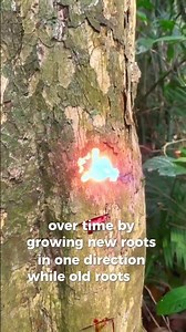 The “Walking” Tree of the Amazon