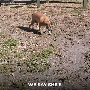 2.2K views · 26 reactions | Learn how you can help support your dog's...