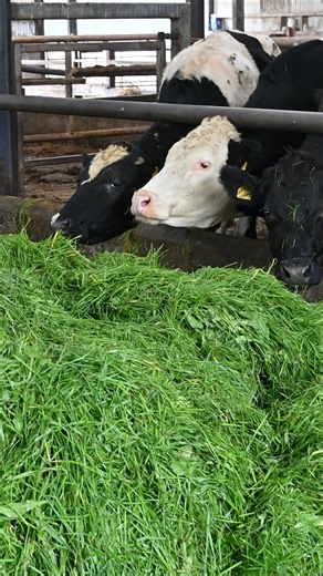 98K views · 767 reactions | GrassHog Zero Grazing Machine! Built for...