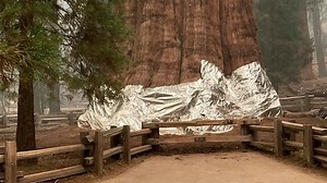 10K views · 186 reactions | Firefighters wrap legendary sequoia trees in foil as wildfires approach. California's Giant Forest has survived smaller fires before, but experts say this year's fires are burning hotter and higher, and flames reaching the canopy would be devastating. https://bit.ly/2XDP3fj | AccuWeather | Facebook