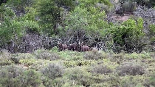 Nyala Hunting South Africa _ Nick Bowker Hunting