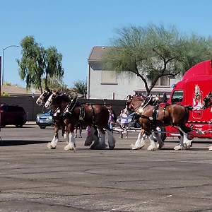 The Budweiser Clydesdales visited Mesa Market Place Friday, March 1, 2024! Budweiser Clydesdale Staff got the horses ready to roll pulling the Budweiser Beer Delivery Wagon! The Budweiser Clydesdales were first introduced to the American public on April 7, 1933, to celebrate the repeal of Prohibition. How do the Clydesdales travel? The Clydesdales, the famous red, white, and gold beer wagon and other essential pieces of equipment are transported in three 50-foot tractor-trailers. Thank you to Bu