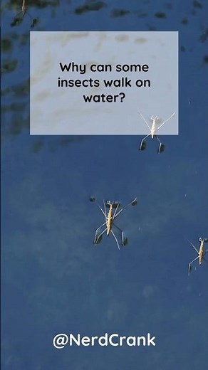 How Do Bugs Walk on Water Without Sinking?