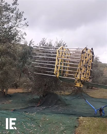 Watch this machine harvest olives in one go—in and out. 📽️: Instagram/ messinios_olive_oil #OliveHarvester #ModernFarming #AgricultureInnovation #SmartFarming | Interesting Engineering