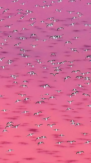 Red banded stilts flying across the famous pink Hutt Lagoon! Words from the photographer @scottjonphotography: What brings red banded stilts to Hutt Lagoon? These highly nomadic Australian birds follow the rains to find their next food source. When inland salt lakes dry up, coastal havens like our pink lake become their goto dining spot, filled with tasty brine shrimp. Capturing these guys mid flight with the incredible pink hues of Hutt Lagoon underneath is a dream shot, stoked to finally nail 