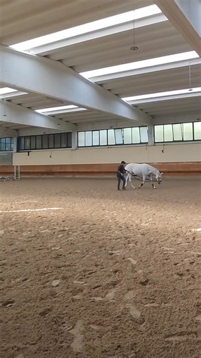 Equi Global Therapy Biomechanic's balancing lunging after Osteopathy handling ☯️⚖️⚙️✨ #equiglobaltherapy #equithérapie #equitation #horses #equine #equitation #equestrian #biomechanics #equibiomechanic #horsebiomechanics | Farouk Ifrene
