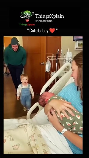 In this slice-of-life interaction, we see a masterclass in canine social dynamics playing out over a simple household object. The scene captures a younger or more energetic dog attempting to claim a cushion from a peer who is settled comfortably in a shared bed. While a human observer might initially label this as "theft" or "mischief," the underlying mechanics are rooted in resource-related instincts and the nuanced language of play. The Logic of the "Heist" In a multi-dog household, objects li