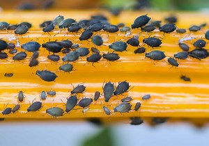Black Aphids
