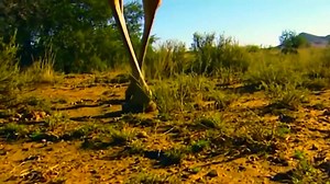 Buffalo vs Wild Dogs - Alone Buffalo Fearless Wild Dogs Because The Unity of The Buffalo Herd