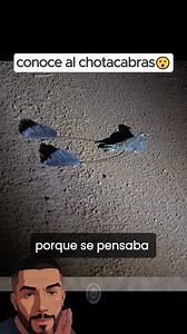 El chotacabras (Caprimulgus europaeus y otras especies del mismo grupo) es un ave misteriosa y llena de curiosidades. Aquí tienes 3 datos curiosos sobre este animal nocturno: 🌙 1. Tiene una boca enorme, pero casi invisible Cuando está cerrada, su pico parece diminuto, pero al abrirla revela una gran boca en forma de embudo. Esto le permite atrapar insectos en pleno vuelo, como si fuera una red aérea. ¡Incluso puede cazar mientras vuela con la boca abierta como embudo! 👁️ 2. Tiene párpados con 