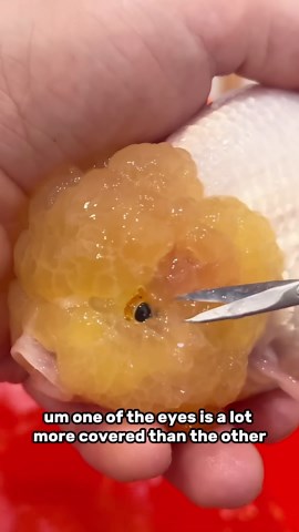 Goldfish Wen Trimming Procedure