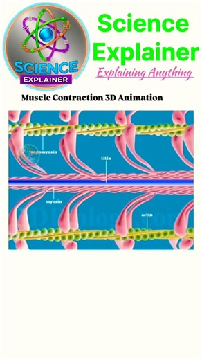 How Muscles Move: 3D Muscle Contraction Animation Explained! 🧬💪