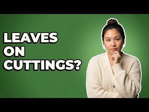 Is It Necessary To Remove Lower Leaves From Cuttings?