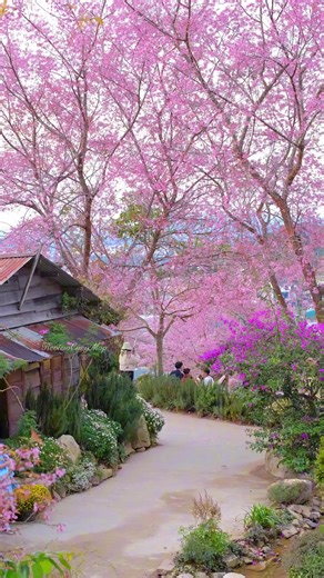 Khám Phá Mùa Hoa Anh Đào Đà Lạt 2023