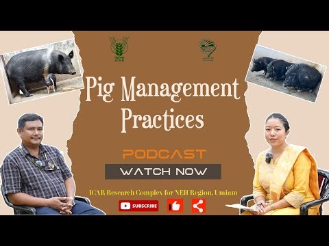 EP - 15 || Podcast on "Pig Management Practices" || ICAR RC NEH Umiam