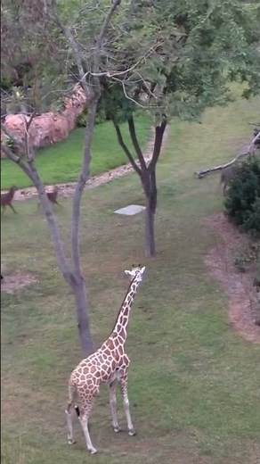 “Giraffe Kicks Warthog | Rare Wildlife Moment 😲🦒🐗”