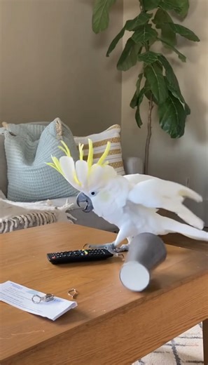 Common on Instagram: "Cockatoo has epic meltdown for no reason Cockatoo has epic meltdown—owner has no idea why (iPhone footage) Living room. White cockatoo. Full tantrum mode. Screaming. Flailing. Wings EVERYWHERE. Feathers flying. The bird is INCONSOLABLE. Owner filming: "Oh my god. What the heck. What does it want??" No answers. Just pure chaos. The cockatoo is expressing feelings that cannot be translated into words. Only screams. Maximum volume. Maximum drama. This is peak cockatoo behavior