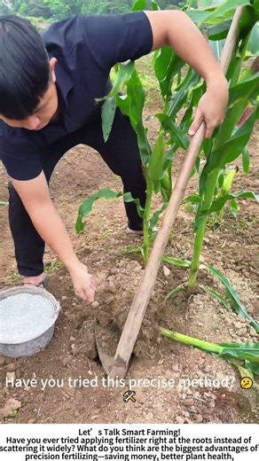 Precision Root Fertilizing – Feeding Corn Plants Where It Counts! 🌽💪