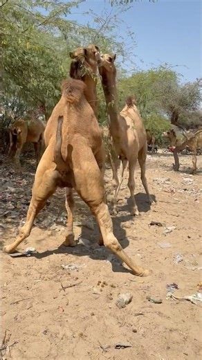 جملان يتمازحان ويحركان ذيولهما بمرح في مشهد طريف بالصحراء 😄