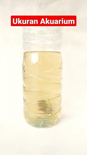 Tips Merawat Ikan Cupang agar Cepat Besar