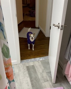 What you don’t have a 16 year old greyhuahua skittering around your house going ballistic for no reason? 🤪🐶 #sendhelp | Feral to Forever