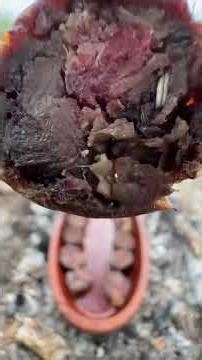 Cooking in the Forest | Natural Outdoor Recipe 🌿🔥 #outdoorcooking