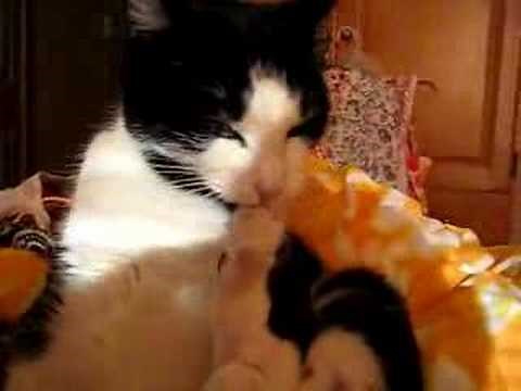Kitty Biting Her Nails