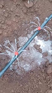 168K views · 1.4K reactions | Button drip irrigation | Farm with Tonny greenhouse and irrigation solutions | Facebook