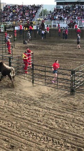 My best friend playing chicken with some rodeo bulls #rodeo #alberta #bulls