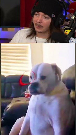 FREAKY DOG #jimmyhere #funnymemes #memes #memesdaily #memesvideo #reaction #reactionmemes #meme