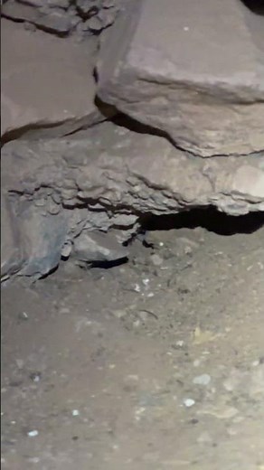 Newborn Rattlesnakes With Mom