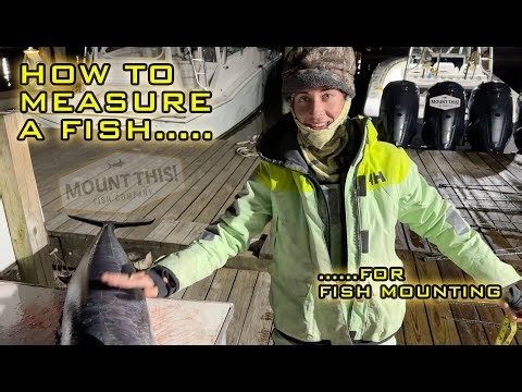 How To Properly Measure A Fish For Fish Mounting
