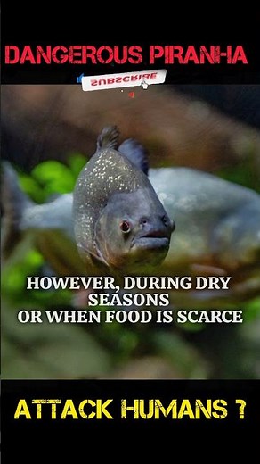 Do Piranha actually attack Humans ?? #fish #carp #aquarium #piranha #amazon