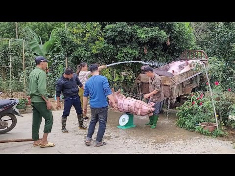 Pig care. Catching pigs to sell to traders. (Episode 105).