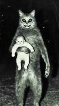 El gato con sombrero que se robó un bebé #terror #historias #paranormal #miedo #horror#shorts