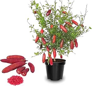 No CA, Live Finger Lime Grafted Tree, Pink Finger Lime Tree, 1 to 2 Ft Tall, Citrus