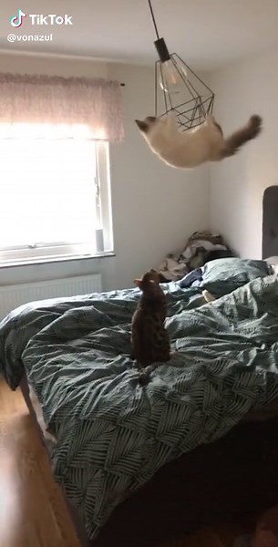 Cute Cat Wrecking Ball Video