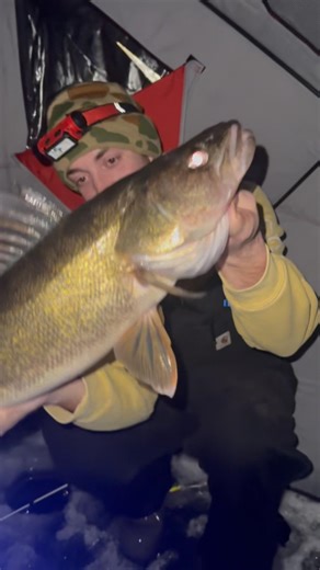 Michigan walleye barely hooked! (Ice fishing)