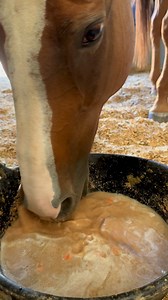 Bijou loves a soupy mash and cold carrots during hot weather! How are you keeping cool? | Victoria Principal