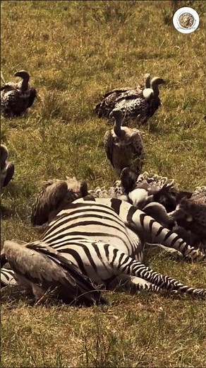 Wildlife Feast: Vultures and Storks Scramble Over a Zebra Kill#WildlifeFeast #Vultures #ZebraKill