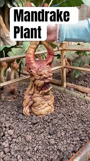 Screaming Mandrake Plant Close Up Harry Potter #harrypotter #mandrake #viral
