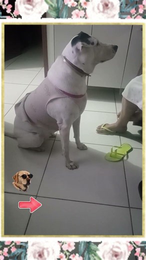 LITTLE DOG WAITING FOR GRANDMA TO GIVE HER SCRAPS🐶😁😂❤️🐕 #cutepets #dogs #animals #shorts