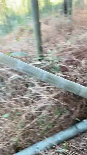 80K views · 196 reactions | Bamboo Cutting Electric Shears #bamboo | TCA Cutting | Facebook