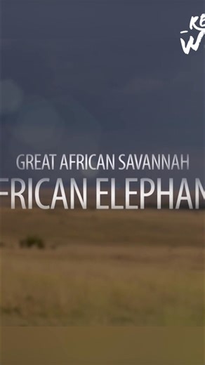 9.5K views · 150 reactions | Discover the majestic African elephant, a keystone species of the savanna. Learn to distinguish between the savanna and forest elephant and appreciate their vital role in the ecosystem. #AfricanElephant #Savanna #Wildlife #Conservation #Elephants From: Wild Ones 3 S1 Ep2 | Real Wild | Facebook