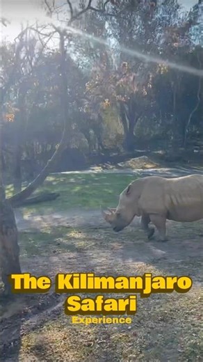 I had an Up Close Encounter with a Rhino at Disney Animal Kingdom Safari!