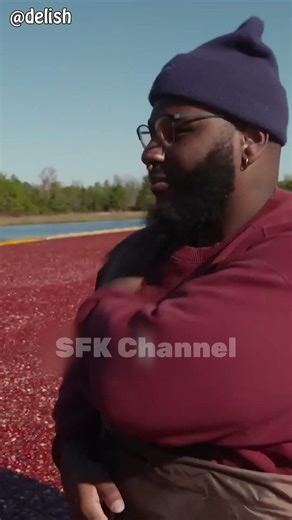 Kỹ thuật thu hoạch nam việt quất siêu thú vị #technology #agriculture #machine