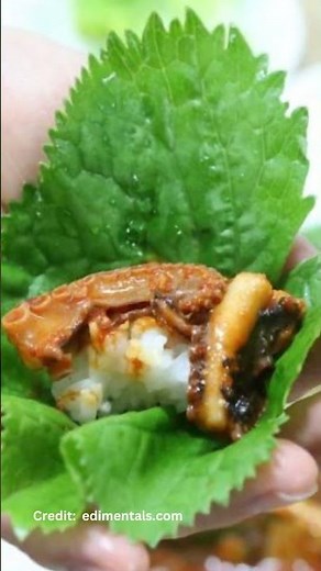 Three VERY unusual Perennial vegetables – Gunnera, Gomchee & Butterbur! #gardening #garden