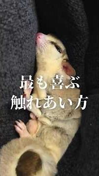 How to pet a flying squirrel that will make it happy